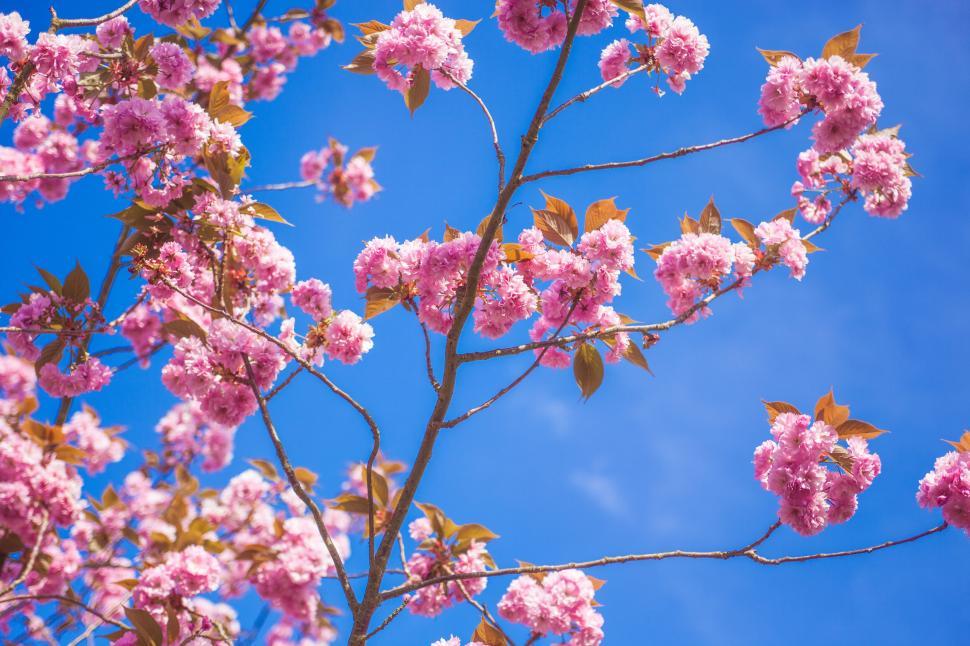 Free Image of Cherry blossoms under a clear blue sky 