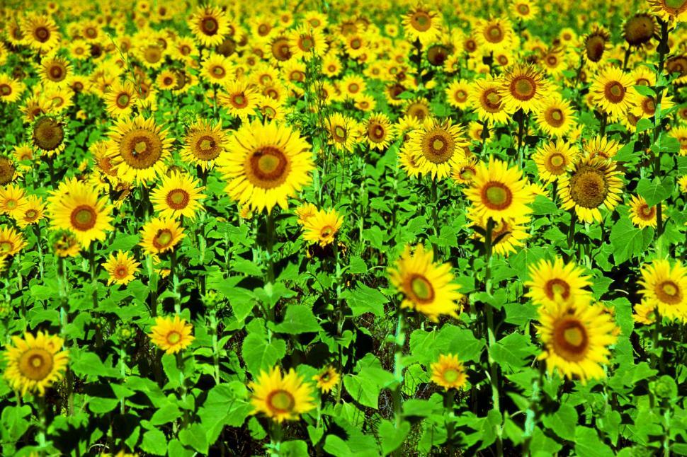 Free Image of A Field of Vibrant Yellow Sunflowers 