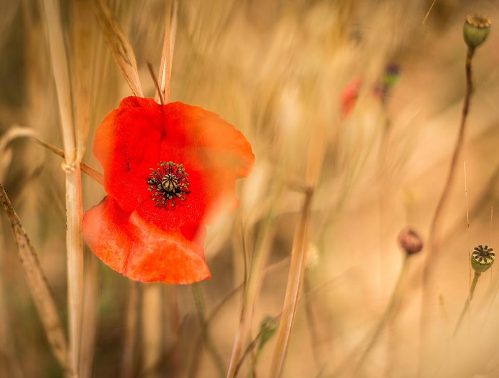 Free Image of Delicate red poppy in a golden field 
