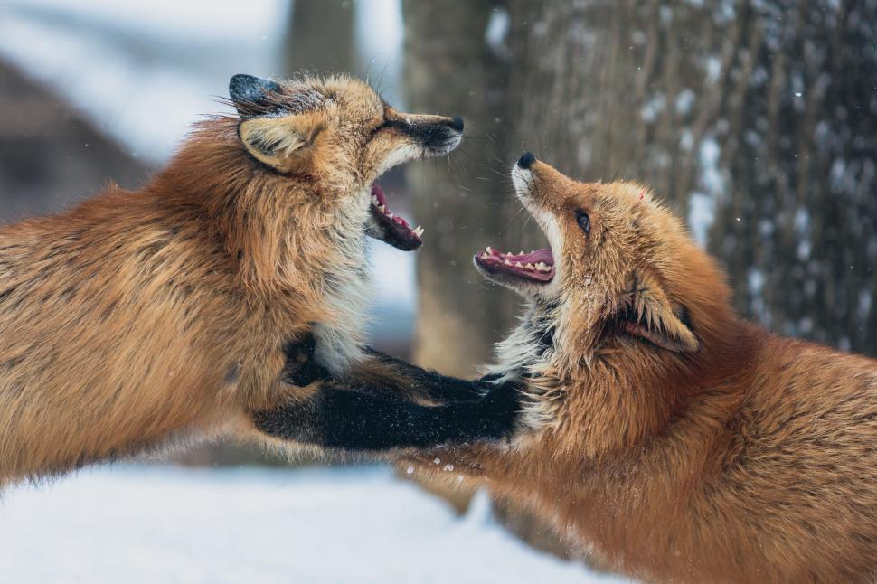 Free Image of Two red foxes playfully fighting in snow 