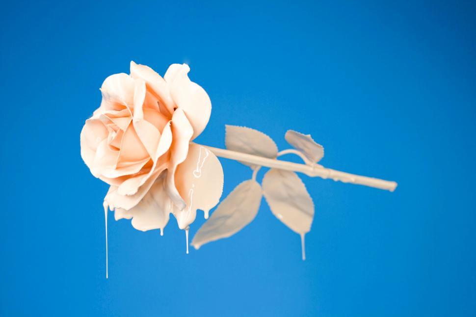 Free Image of Peach rose suspended on a blue background 