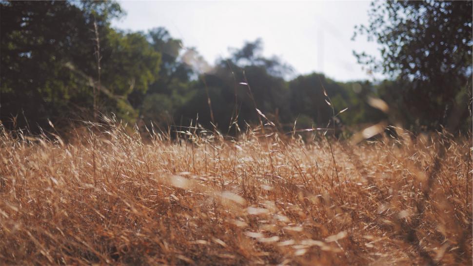 Free Image of Golden dry grass field with a blurry background 