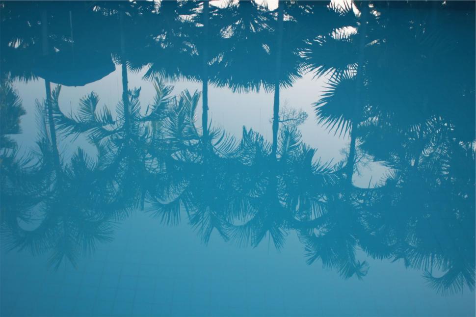 Free Image of Reflective underwater shot of palm trees 