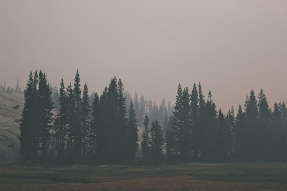 Free Image of Pine trees shrouded in wildfire smoke 