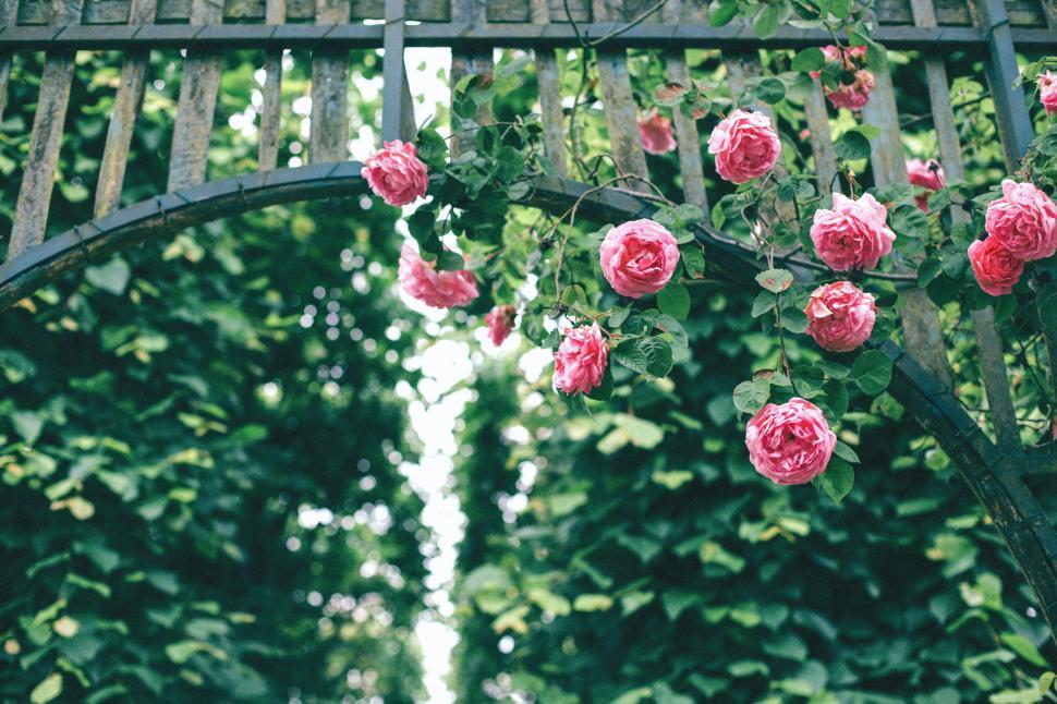 Free Image of Pink roses blooming on a lattice garden gate 