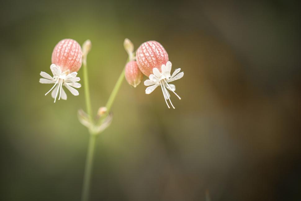 Free Image of Delicate flowers with detailed stamens and textures 