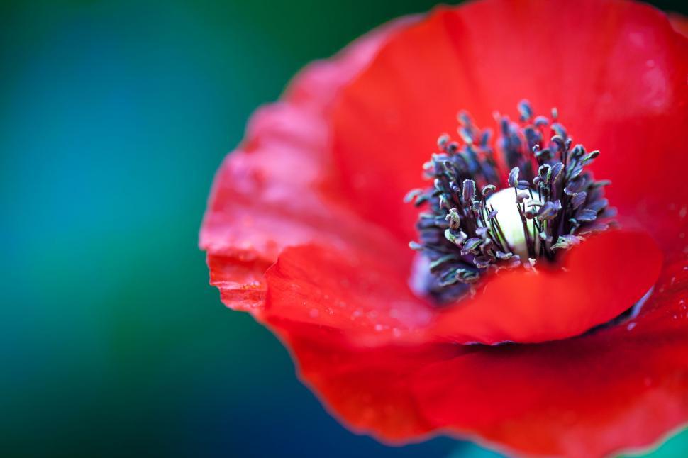 Free Image of Vibrant red poppy with a dark contrasting center 