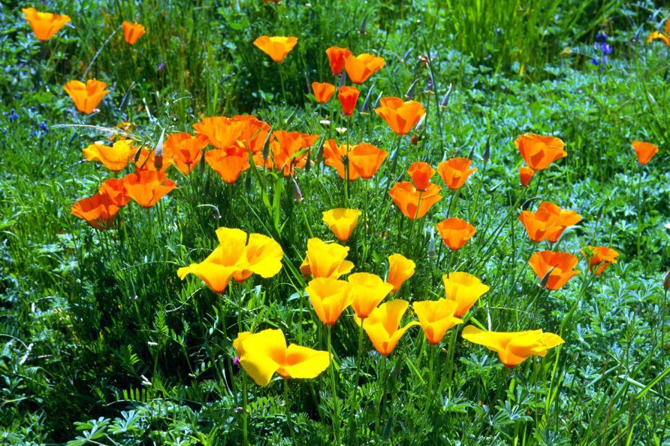 Free Image of fields flowers blooms wildflowers california poppies poppy orange blossoms spring blooming 