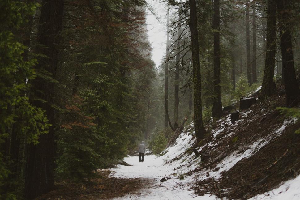Free Image of Solitary walk in snowy forest landscape 