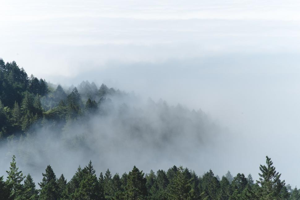 Free Image of Foggy tree line on a misty morning 