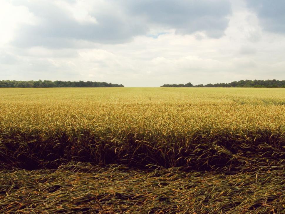 Free Image of Golden wheat field under a cloudy sky 