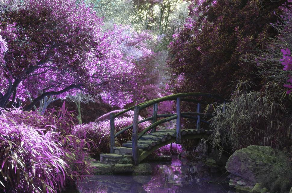 Free Image of Enchanted Purple Garden with Wooden Bridge 