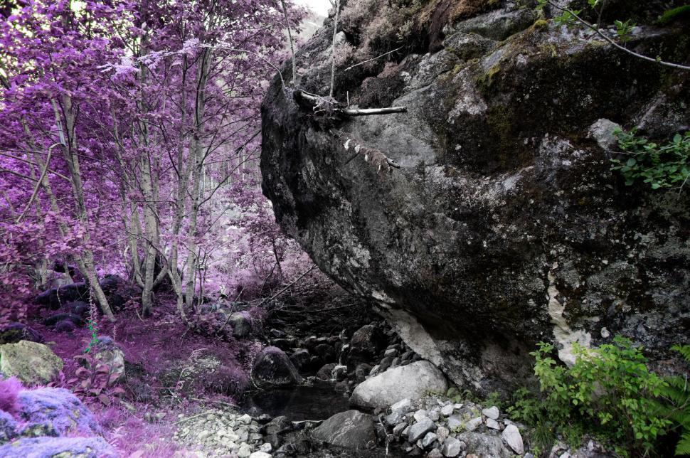 Free Image of Fantasy-style enhanced forest stream 