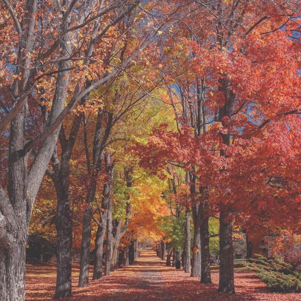 Free Image of Autumn trees lining a peaceful walkway 