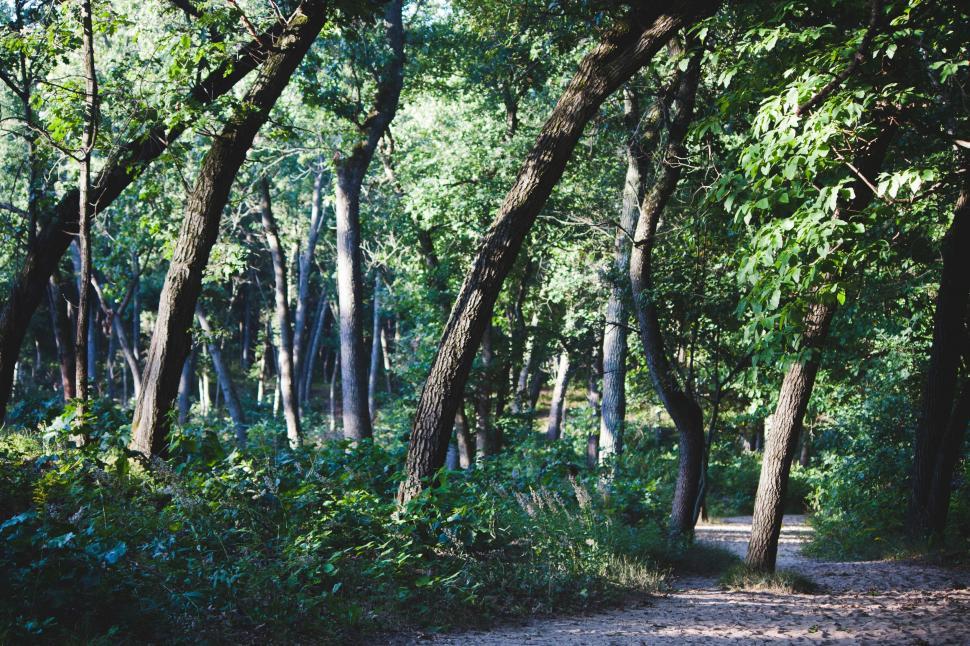 Free Image of Sunny forest trail with lush greenery 
