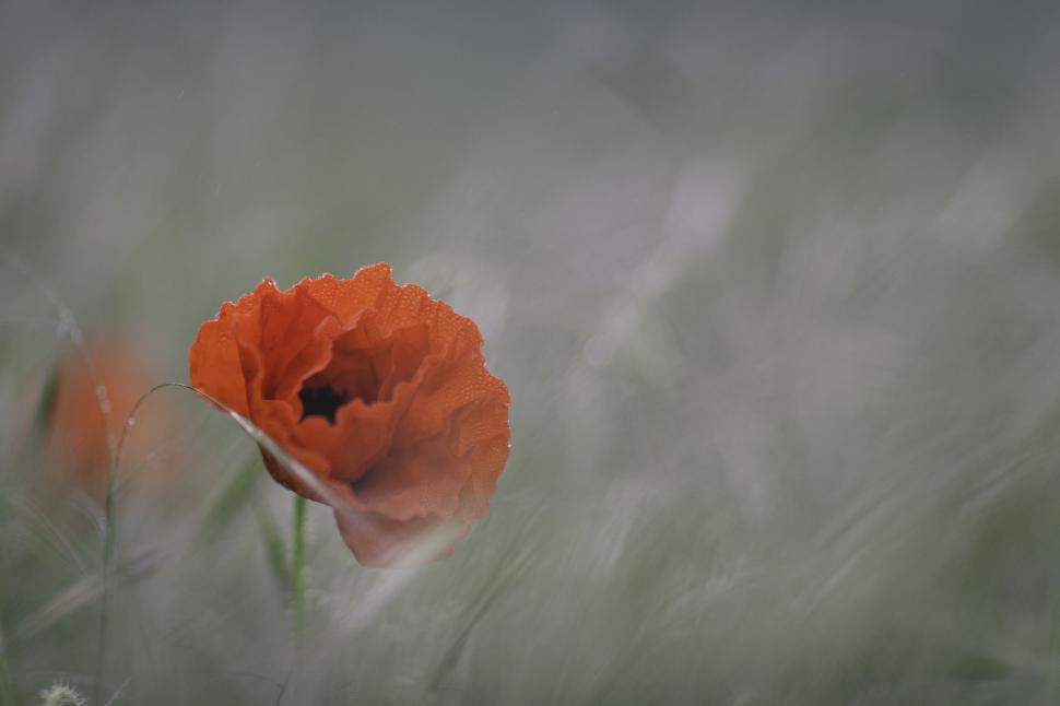 Free Image of Single poppy flower in soft focus 