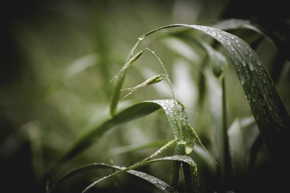 Free Image of Dew Drops on Fresh Green Grass Close-up 