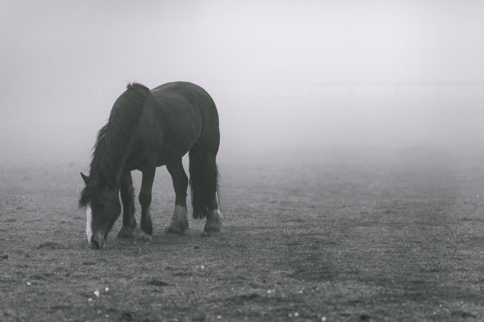 Free Image of Horse Grazing in Misty Rural Landscape 