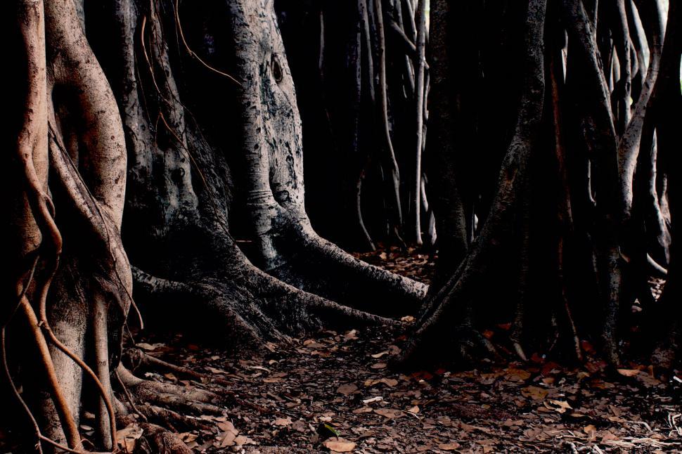 Free Image of Roots of Large Tree with Dark Mysterious Atmosphere 