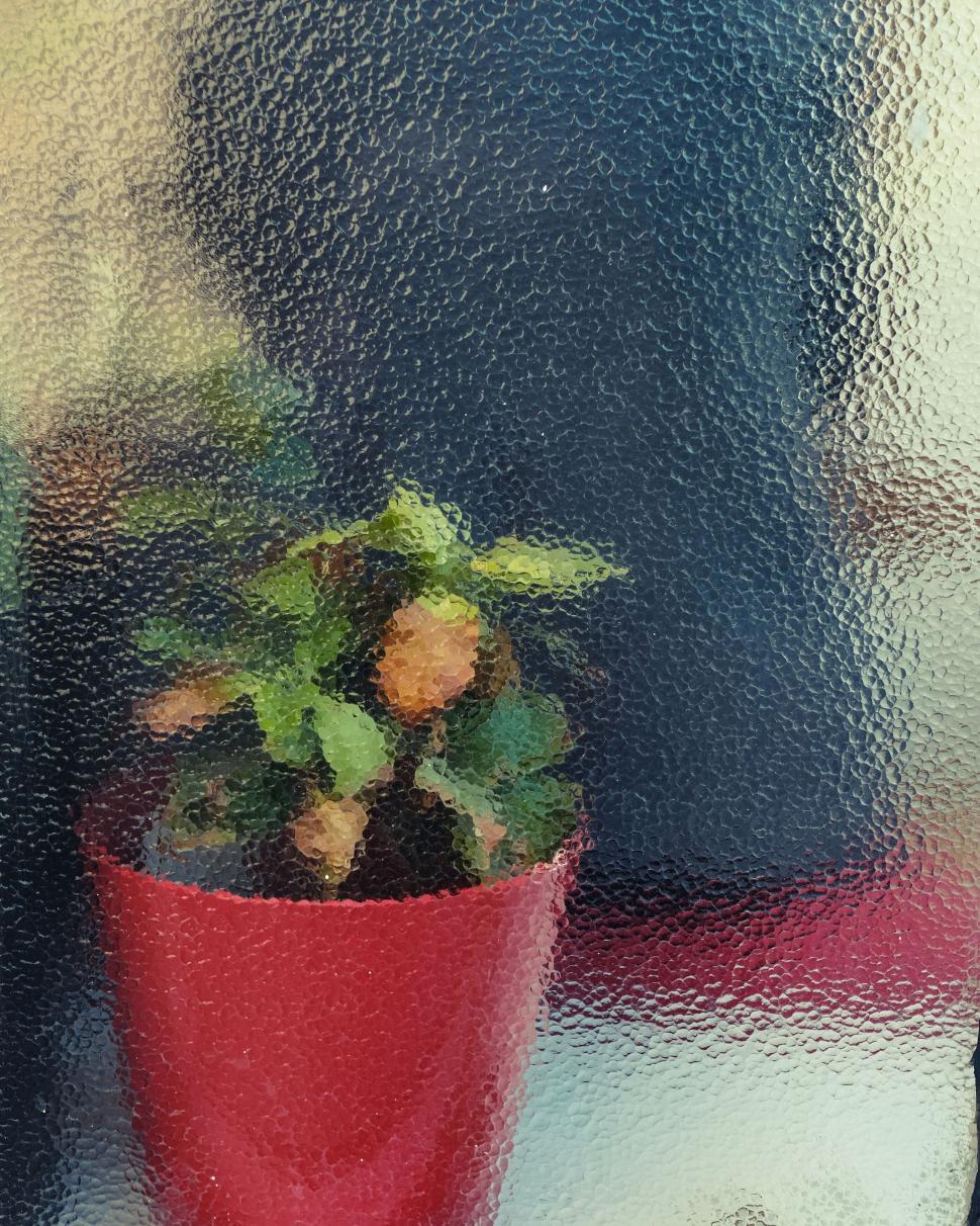 Free Image of Abstract textured view of a potted plant 