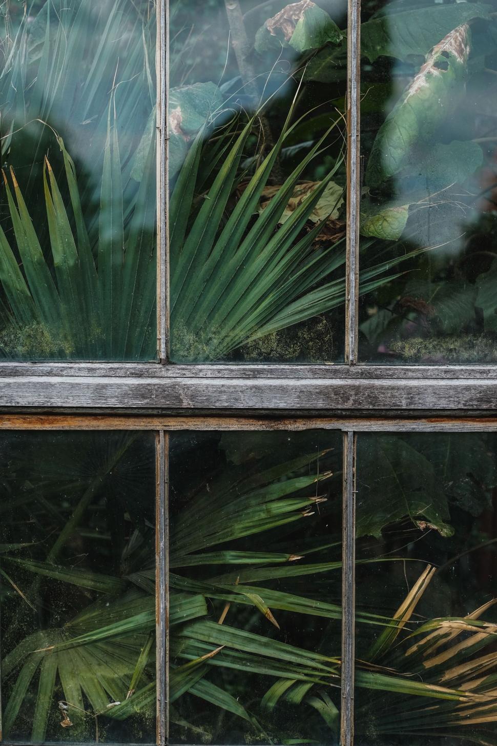Free Image of Reflection of foliage in vintage greenhouse 