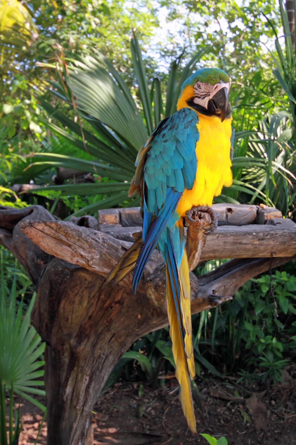 Free Image of Parrot 