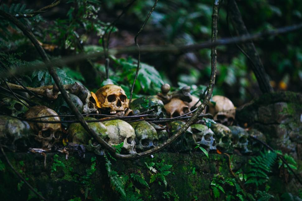 Free Image of Skull and bones in a forest setting 