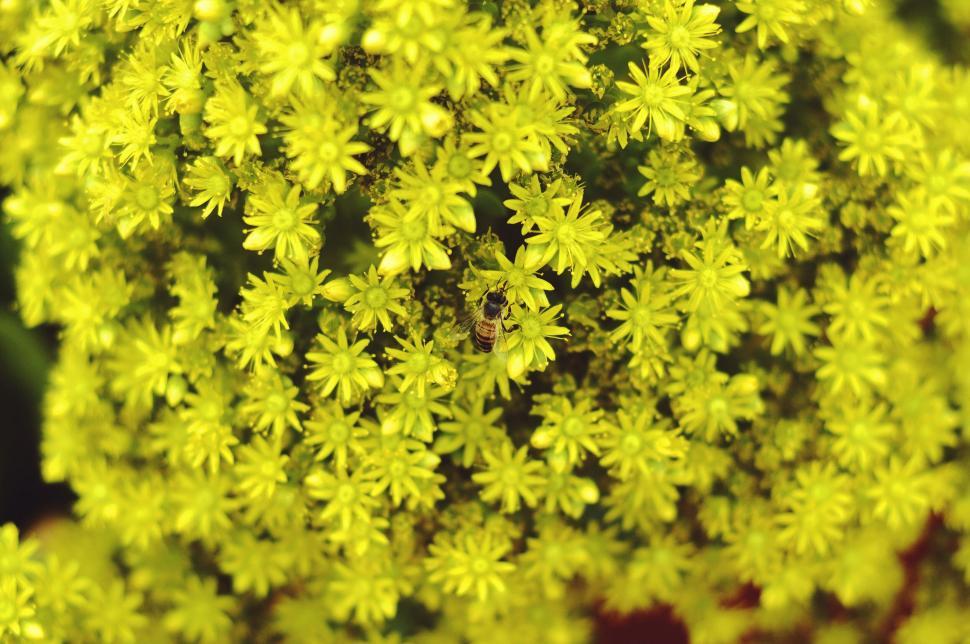 Free Image of Close-up of yellow flowers with bee 