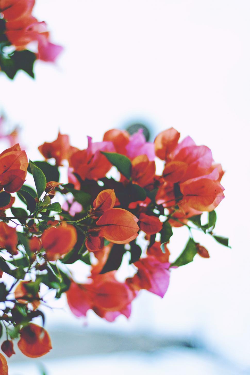 Free Image of Close-up of Bougainvillea flowers 