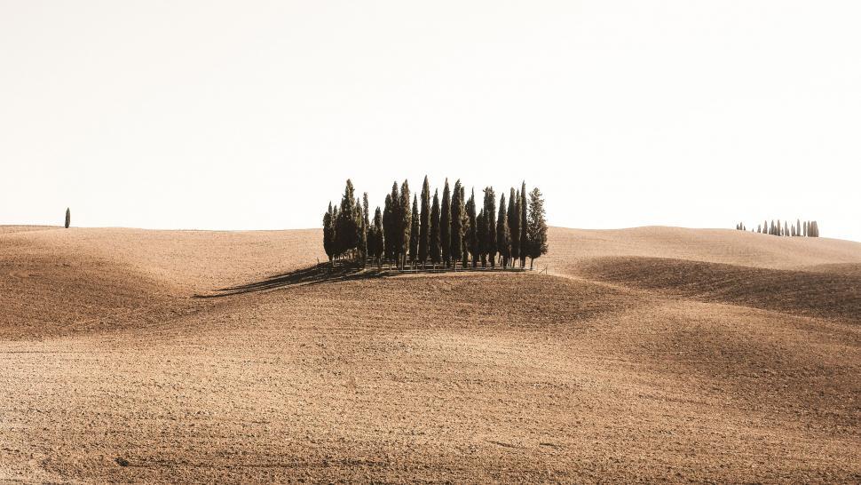 Free Image of Lone tree cluster on rolling Tuscan hills 
