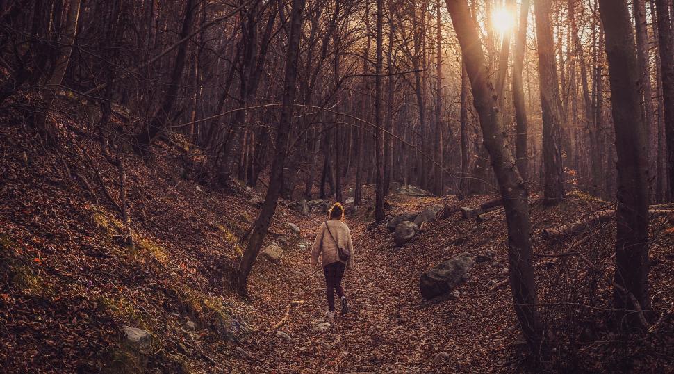 Free Image of Person walking on a forest path with sunlight 