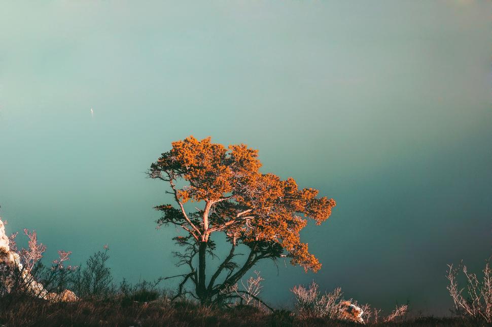 Free Image of Solitary tree against a teal sky backdrop 