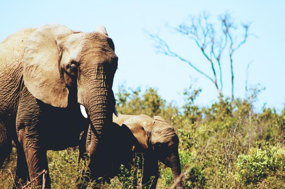 Free Image of Adult and baby elephant in natural habitat 