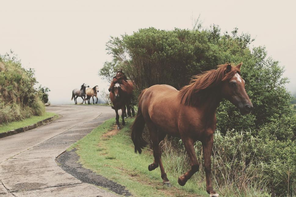 Free Image of Herd of horses running on country road 