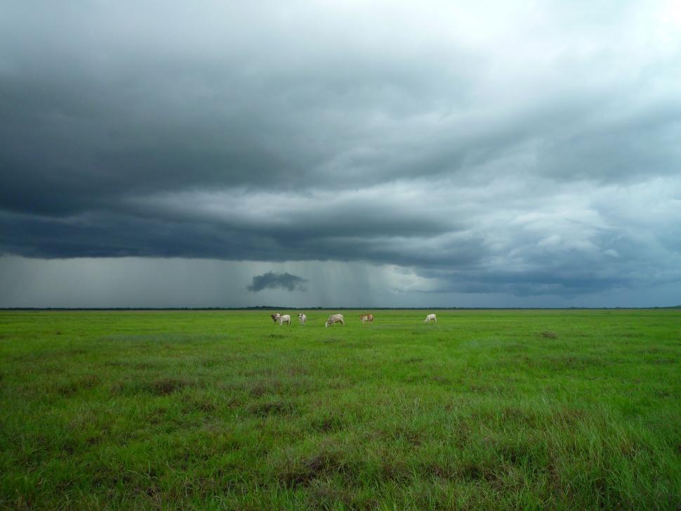 Free Image of Cows grazing before storm in open field 