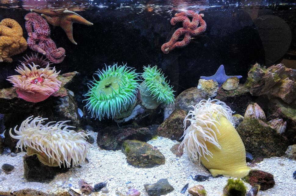Free Image of Vibrant sea life in a marine aquarium 