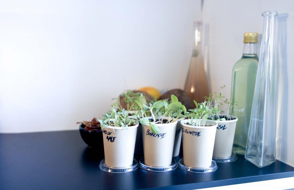 Free Image of Herbs labeled in paper cups on countertop 