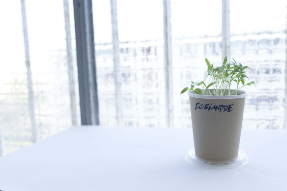 Free Image of Potted plant labeled EXCHANGE in office 