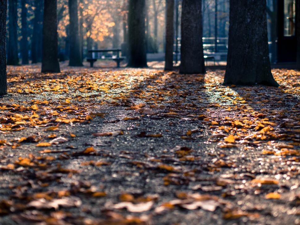 Free Image of Fallen leaves on a park path during autumn 