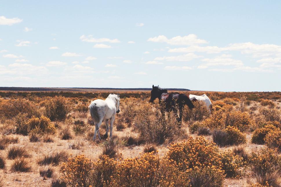 Free Image of Wild horses grazing in a desert 