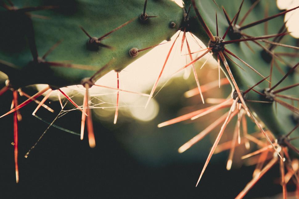 Free Image of Close-up of cactus spines with a web and droplets 