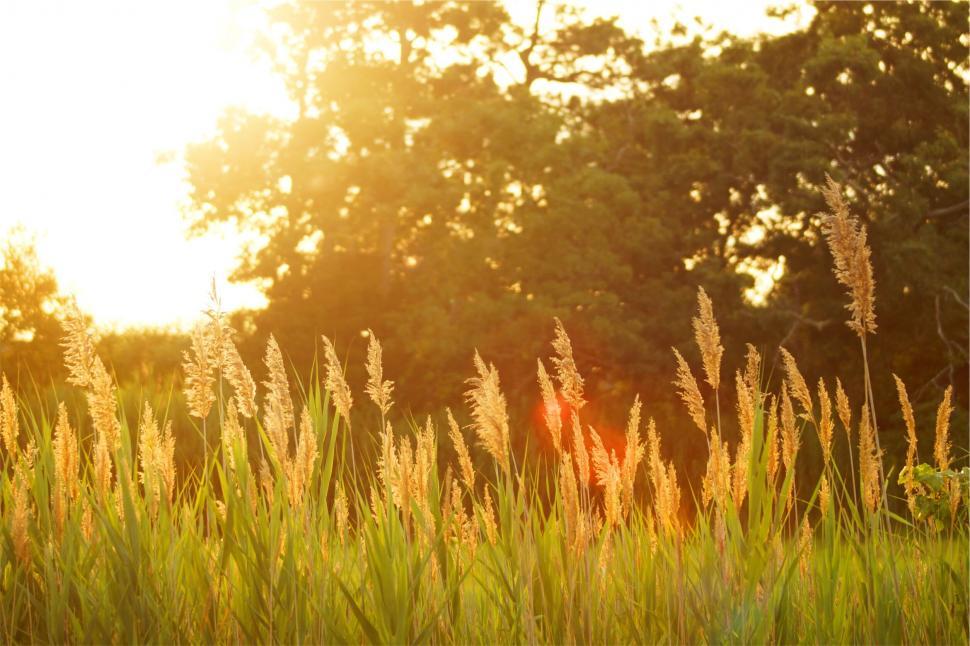 Free Image of Sunset light filtering through tall grass 