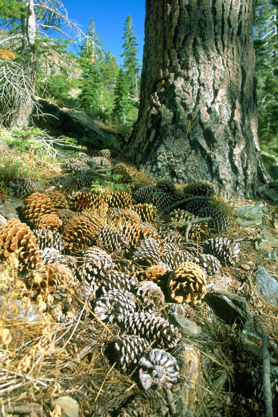 Free Image of forest pine cones tree pines fallen ground needles wilderness trees mountains 