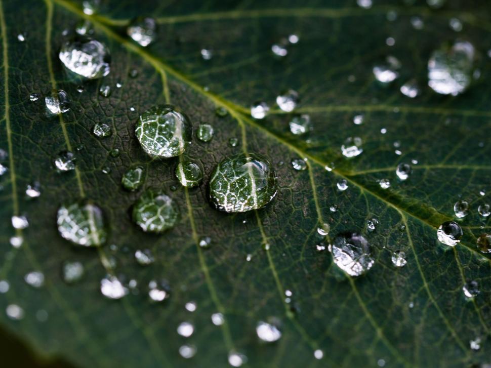 Free Image of Raindrops glistening on fresh green leaf 