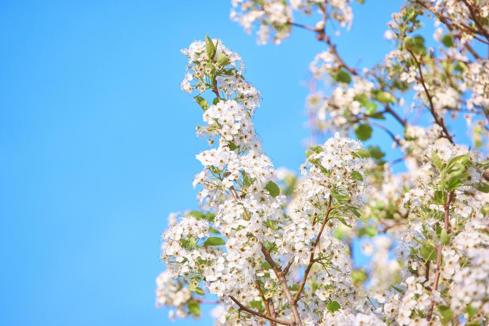 Free Image of Cherry blossom branches against blue sky 