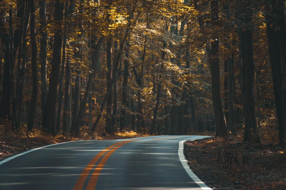 Free Image of Curvy road in autumn woodland 