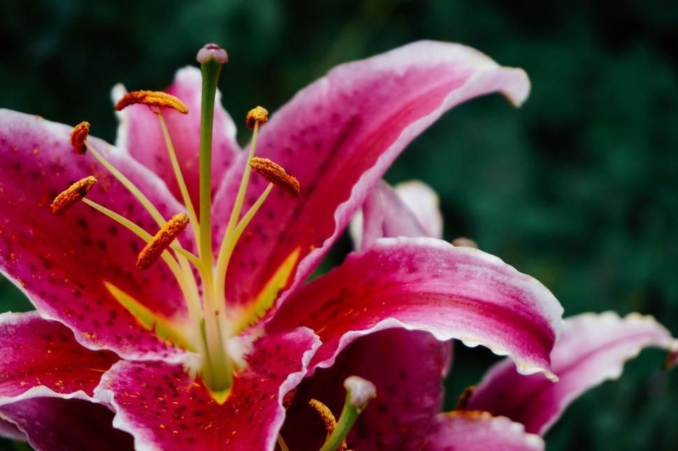 Free Image of Vibrant pink lily flower close-up 