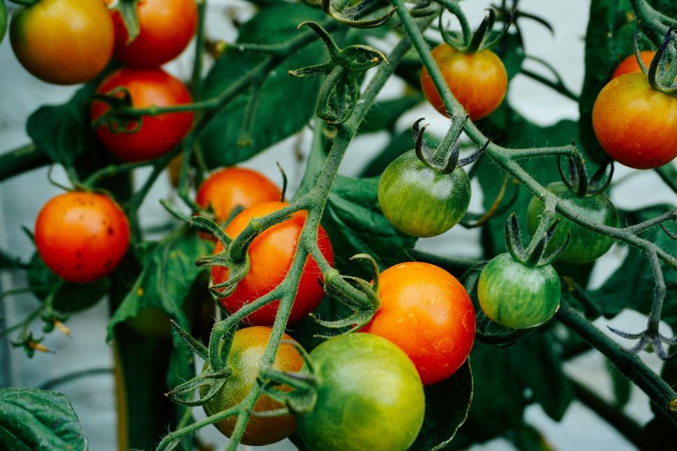 Free Image of Close-up of ripe and unripe tomatoes on vine 