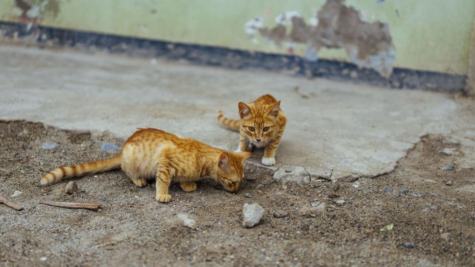 Free Image of Two ginger cats playing in a rustic yard 