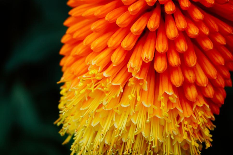 Free Image of Close-up of a vibrant orange flower 